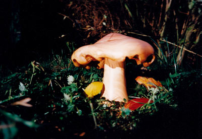 Apfelbaumpilz